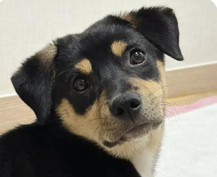 Dolly - Jindo (Korean)