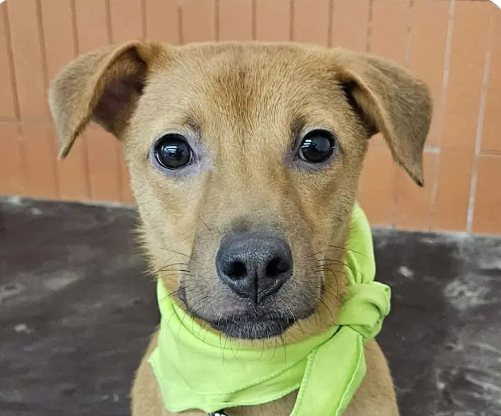 Danny - Jindo (Korean)