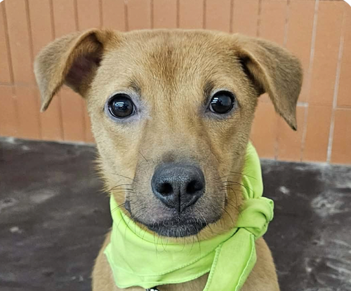 Danny, a dog for adoption from Love & Second Chances