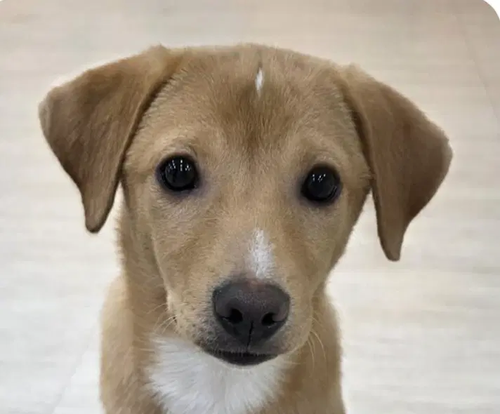Daisy - Jindo (Korean)