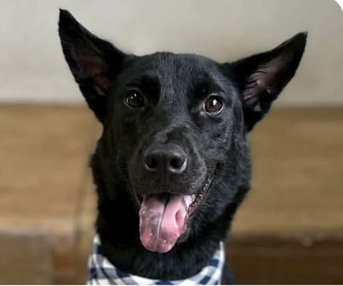Hank, a dog for adoption from Love & Second Chances