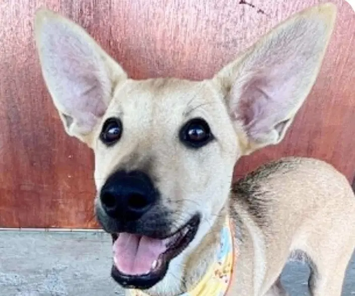 Colleen - Mountain Dog