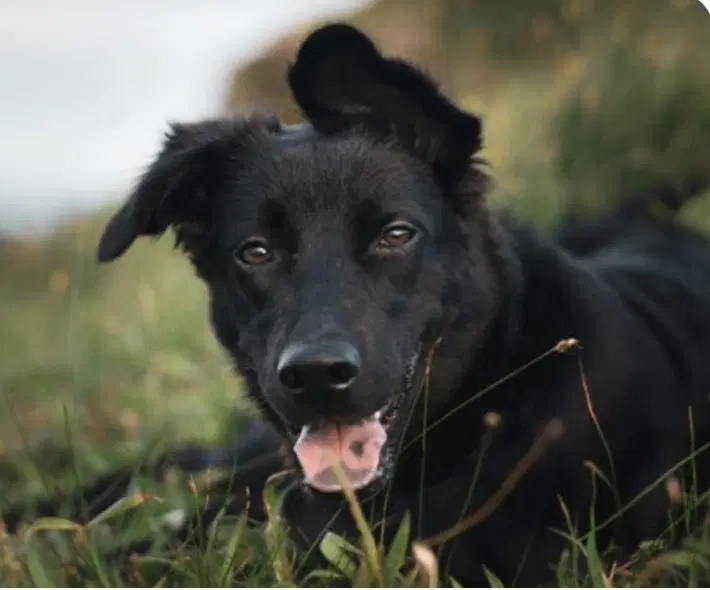 Norah - Mountain Dog