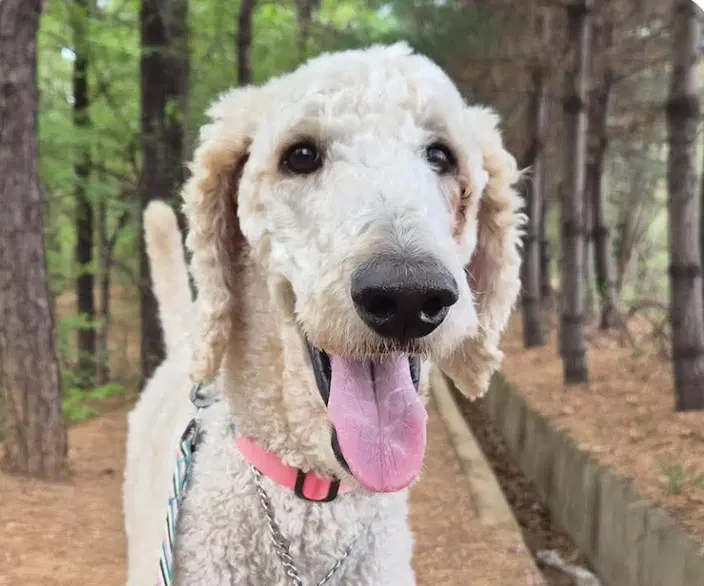 Sun - Poodle (Standard)