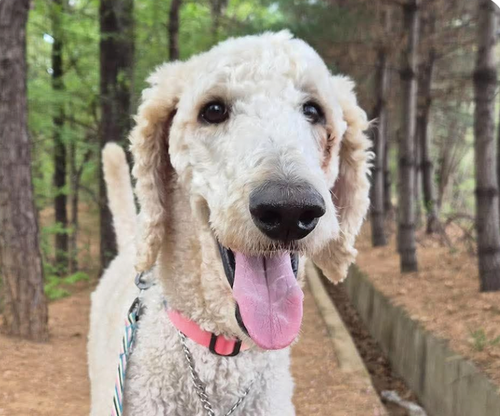 Sun, a dog for adoption from Love & Second Chances