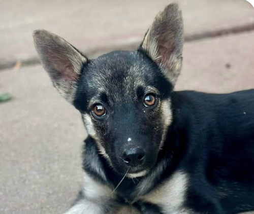 picture of the dog needing adoption
