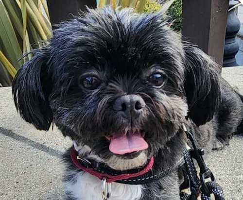 picture of the dog needing adoption