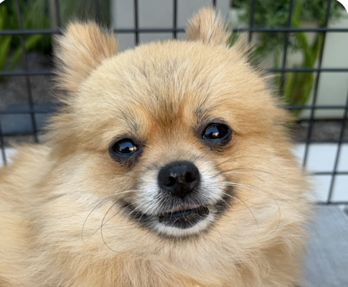 picture of the dog needing adoption