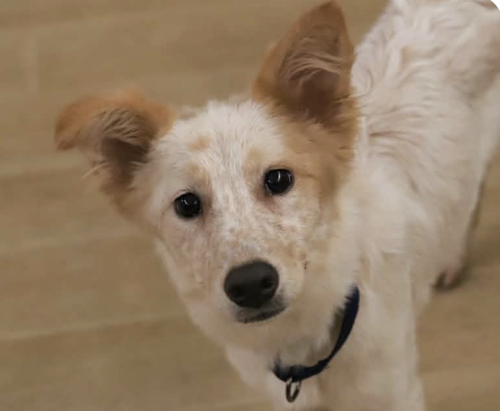 picture of the dog needing adoption