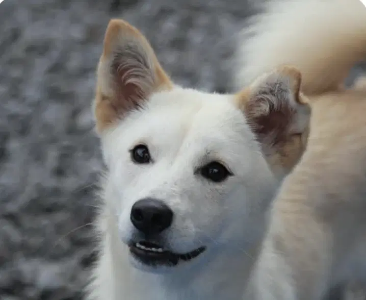 Moa - Jindo (Korean)