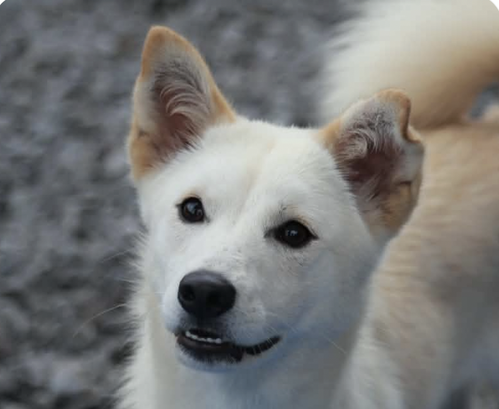 picture of the dog needing adoption