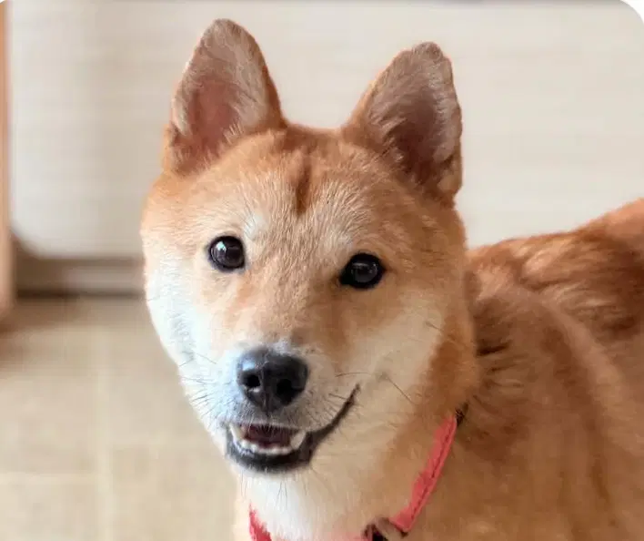 Rose - Shiba Inu