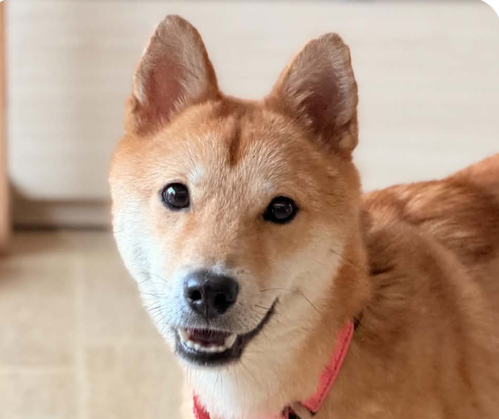 picture of the dog needing adoption