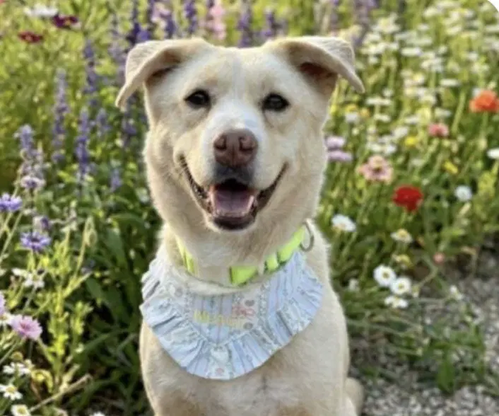 Jerry - Jindo (Korean)
