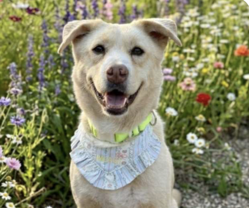 picture of the dog needing adoption