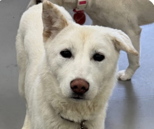 picture of the dog needing adoption