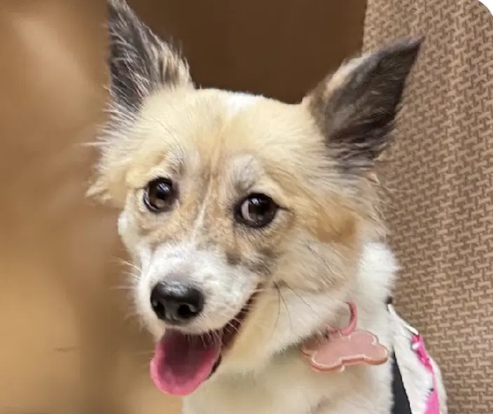 Gina - Jindo (Korean)