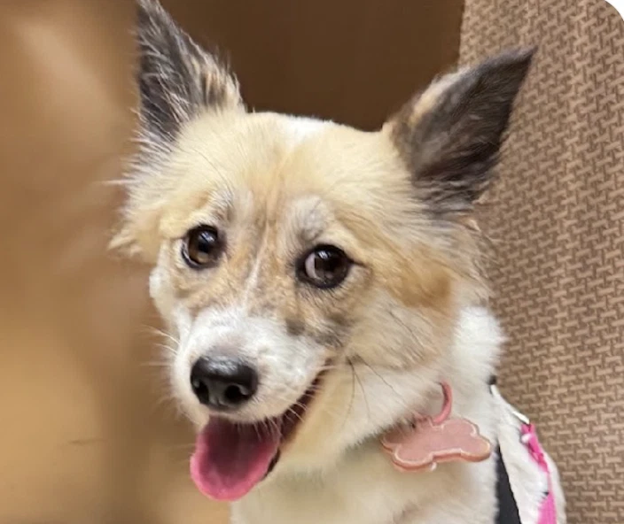 Gina
