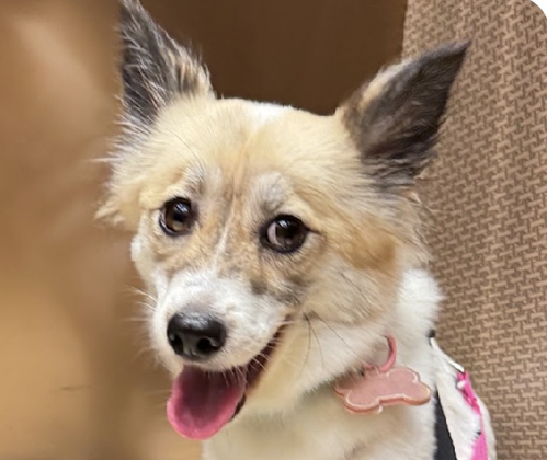 picture of the dog needing adoption