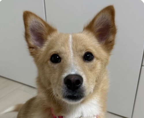 picture of the dog needing adoption