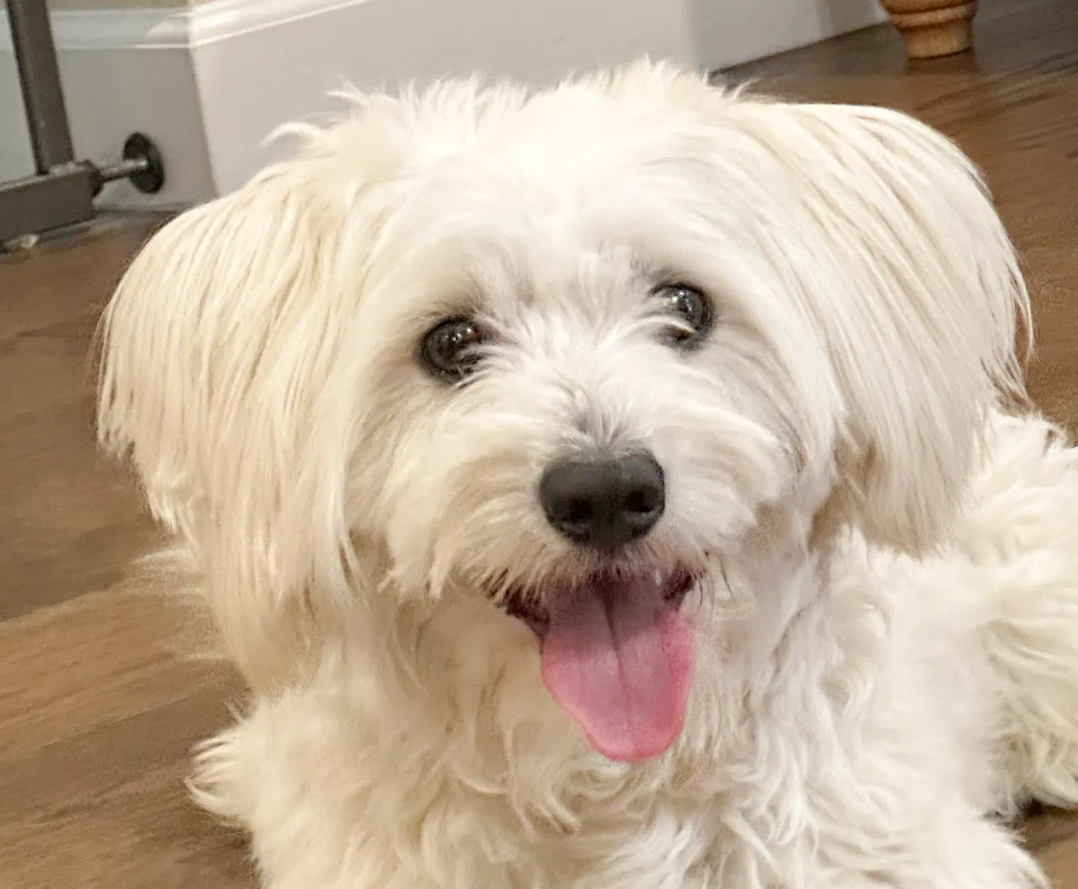 Steve - Maltese