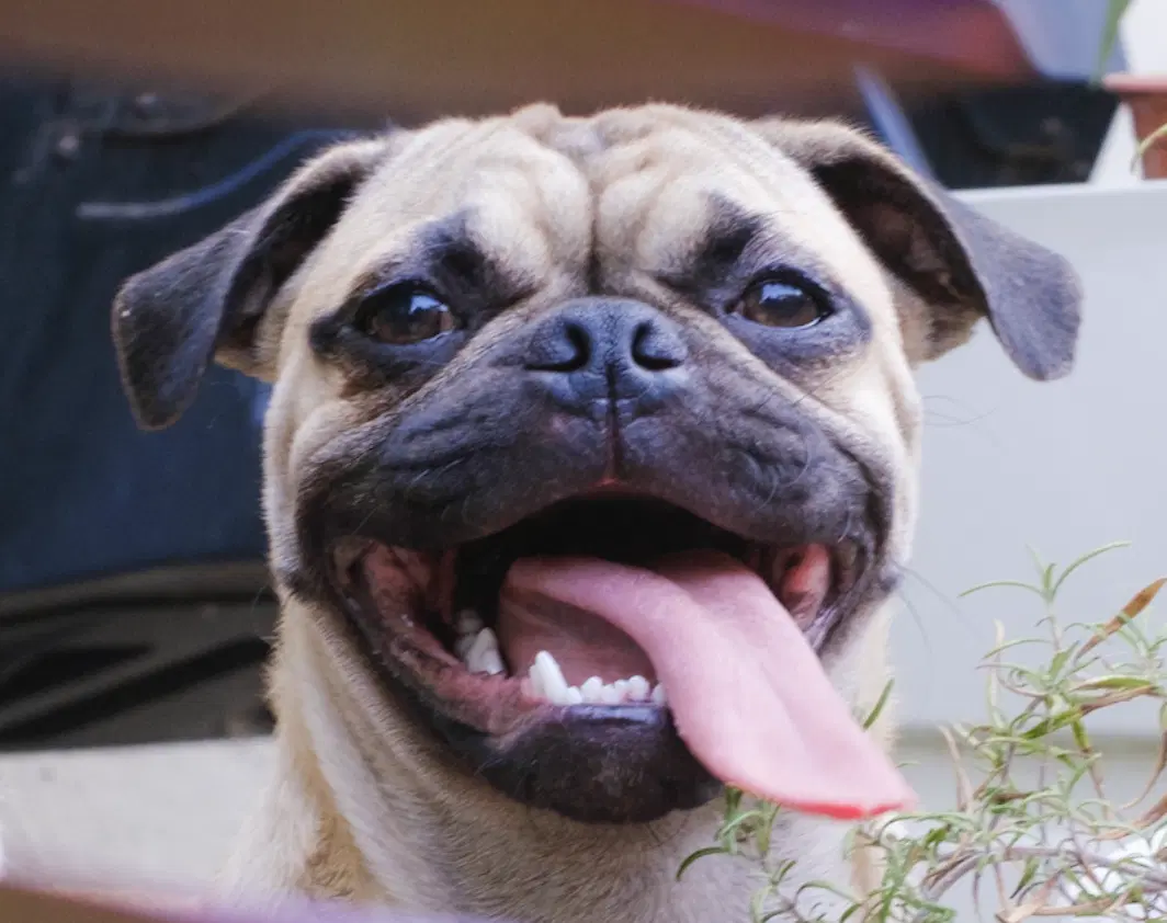 Moose - Pug