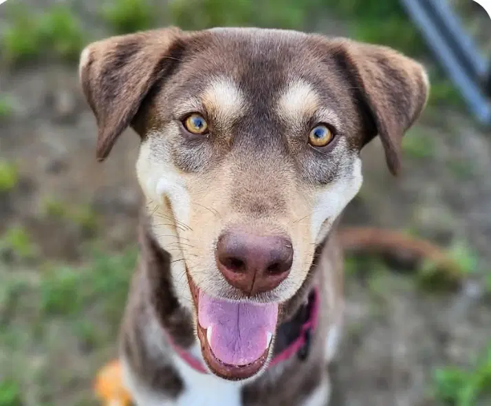 Amber - Jindo (Korean)