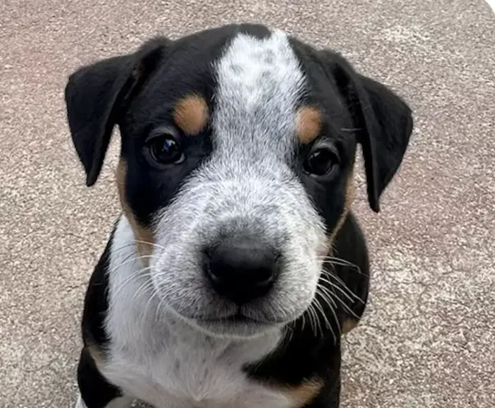 Biscuit - Rottweiler