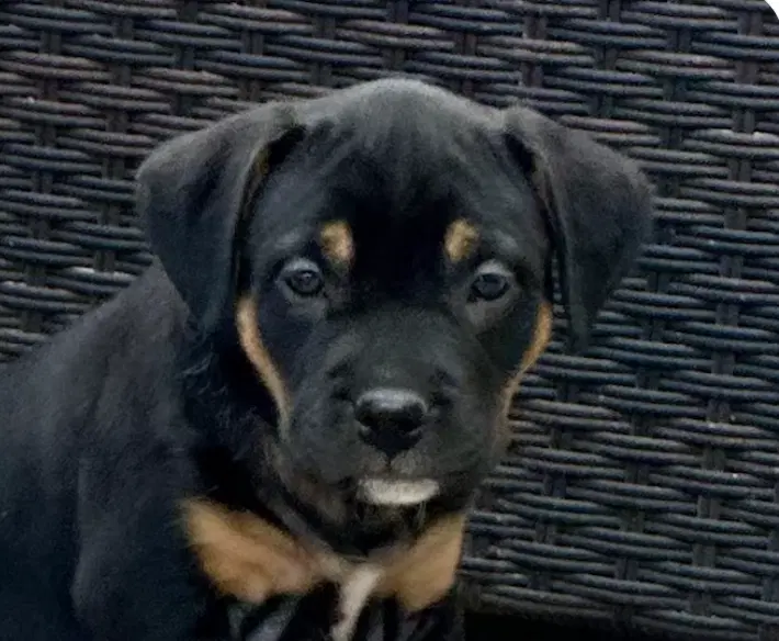 Honey - Rottweiler