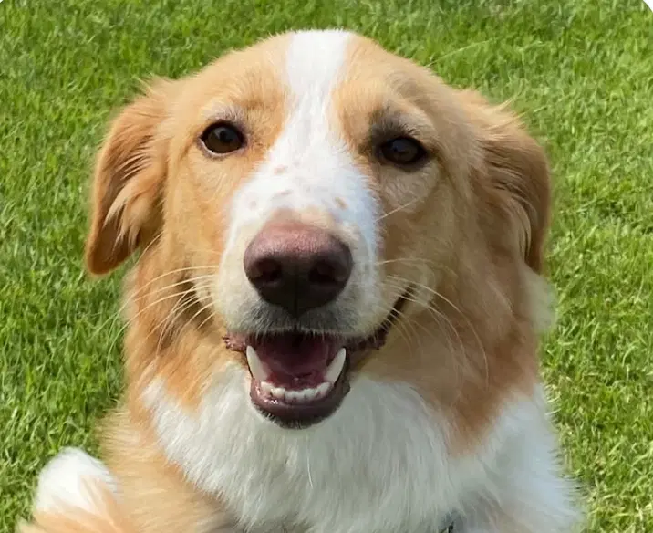 Roha - Collie