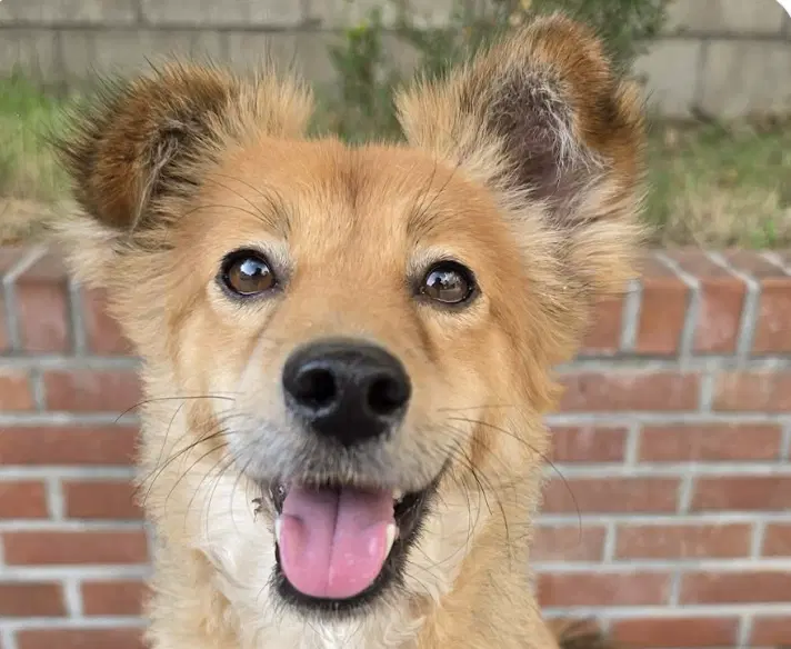 Kai - Jindo (Korean)