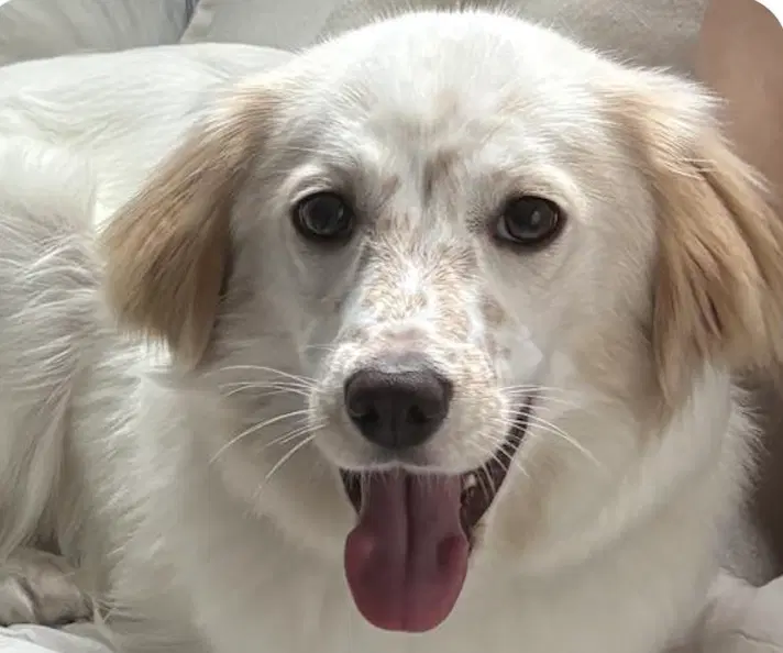 Meringue - English Setter