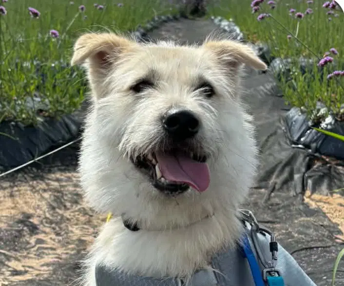 Bokja - Jindo (Korean)