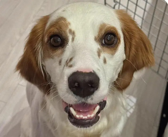 Romie - English Setter
