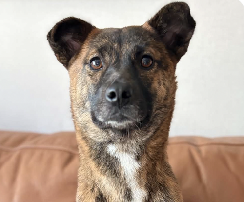 Titi, a dog for adoption from Love & Second Chances