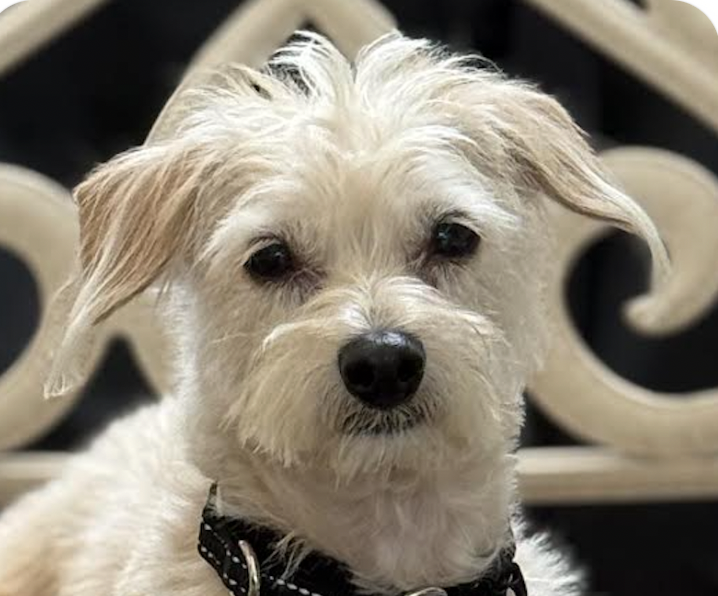 Kayla, Terrier