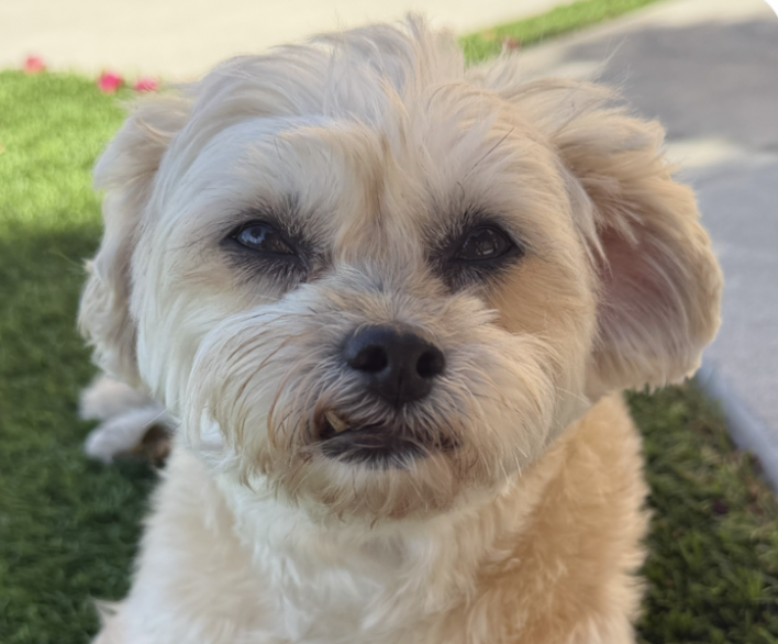 Sunny, Maltese