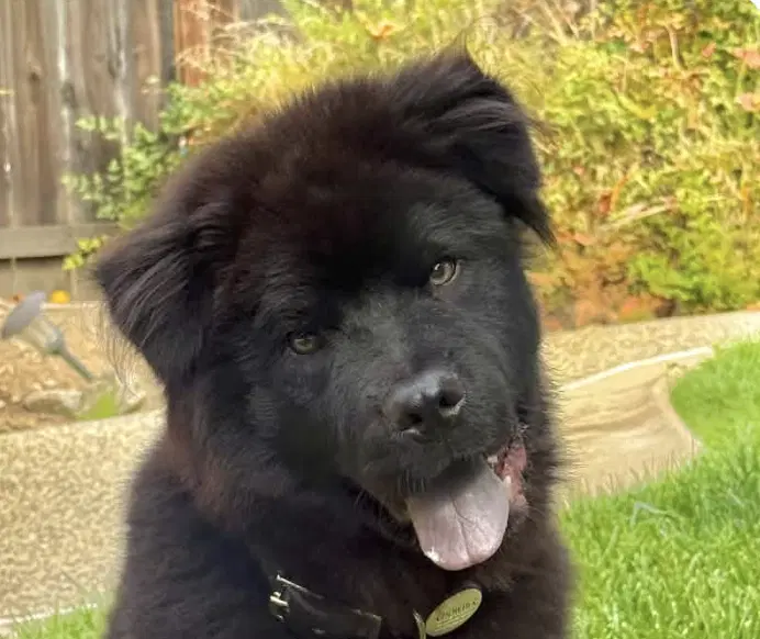Chowder - Chow Chow