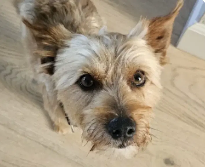 Rusty - Terrier