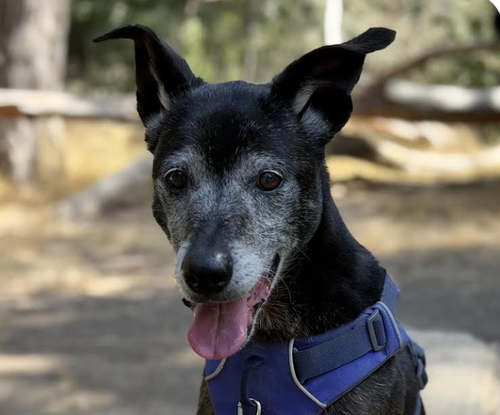 Ponyo, a dog for adoption from Love & Second Chances