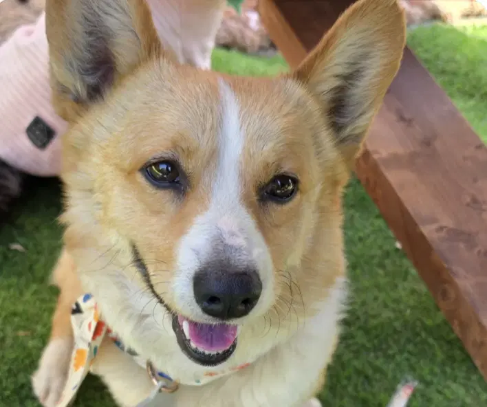 Perry - Corgi