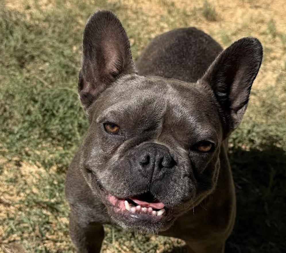 Nova