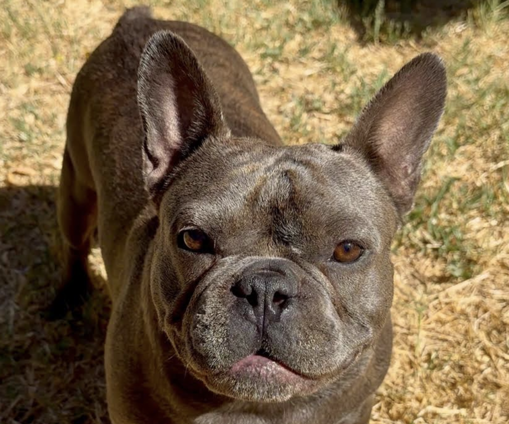 Astro