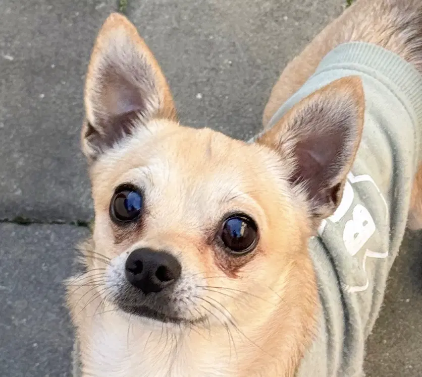 Leroy - Chihuahua