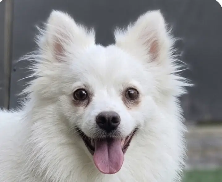 Phoebe image 1