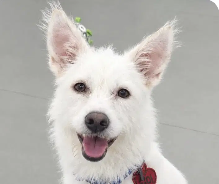 Seoli - Terrier
