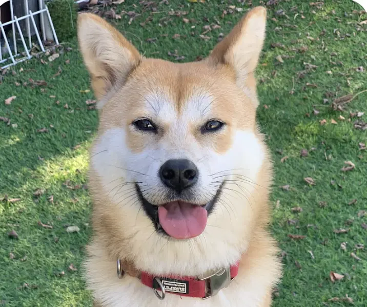 Haroo - Shiba Inu