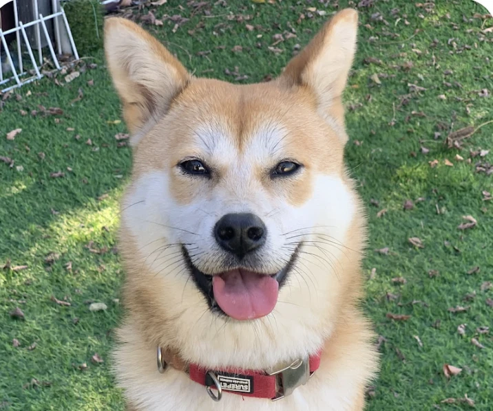 Haroo