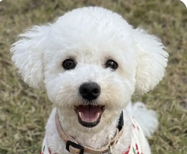 Cotton - Bichon Frise