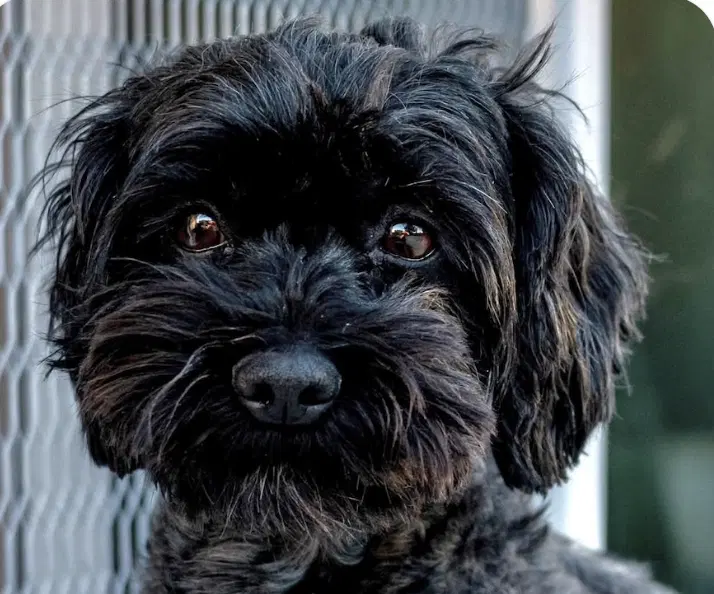Carly - Shih Tzu